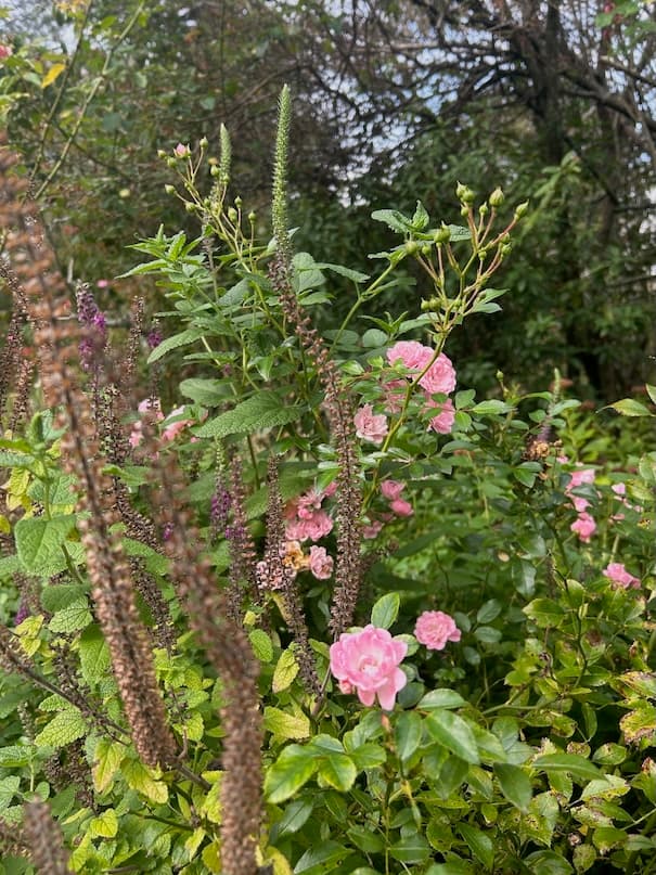 Garden image 3