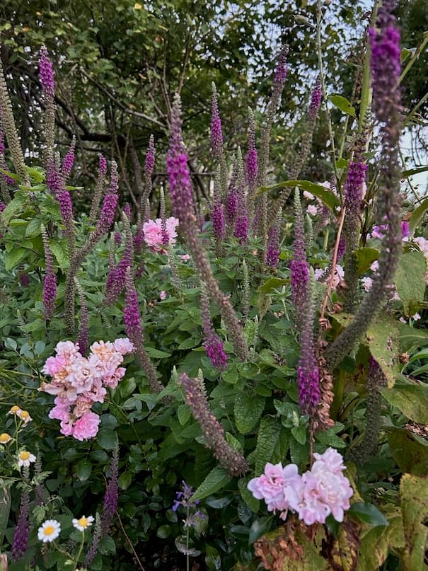 Garden image 5