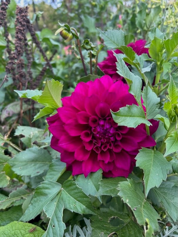 Garden image 6