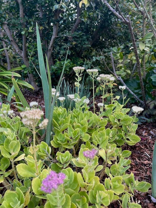 Garden image 7