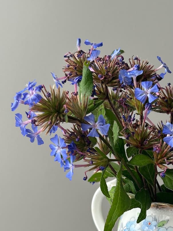 Garden image 9