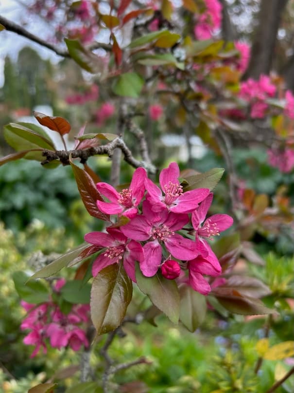 Garden image 11