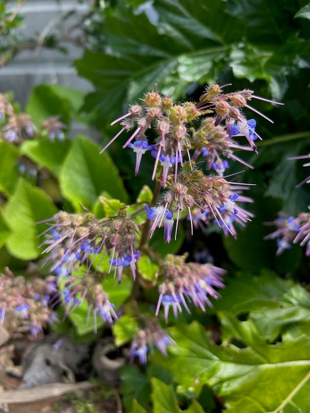 Garden image 12