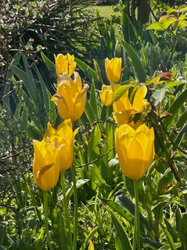 Garden image 13