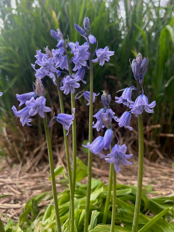 Garden image 15