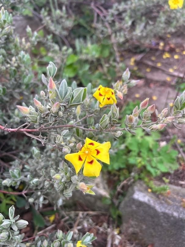 Garden image 16