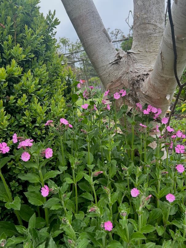 Garden image 17