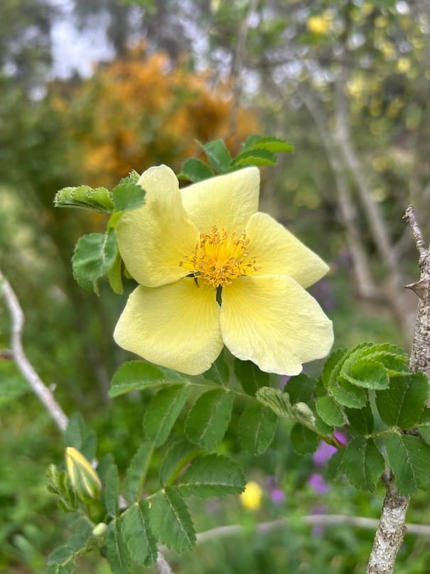 Garden image 18