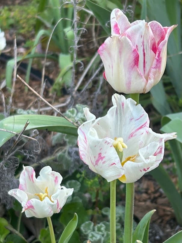 Garden image 19