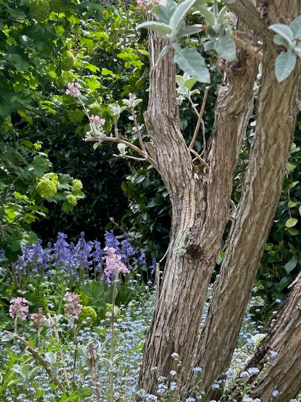 Garden image 20