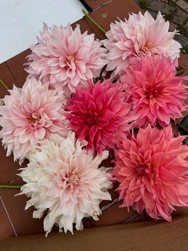 Garden image 21
