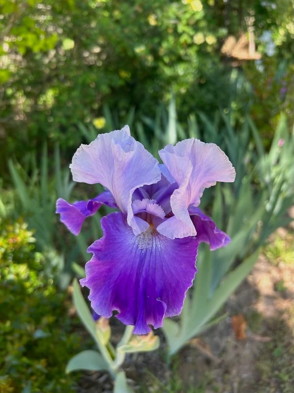 Garden image 23