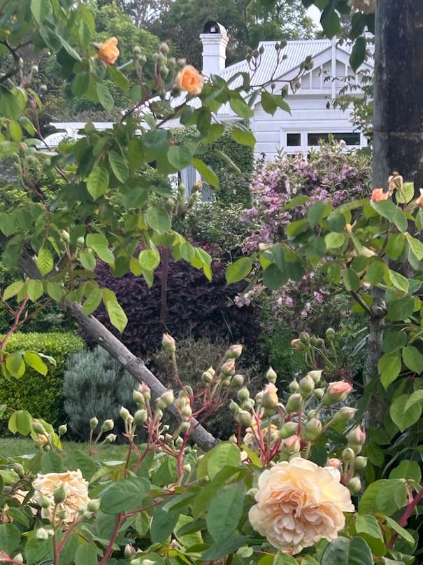 Garden image 24