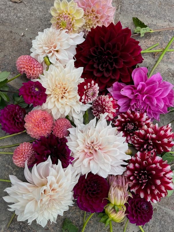 Garden image 26
