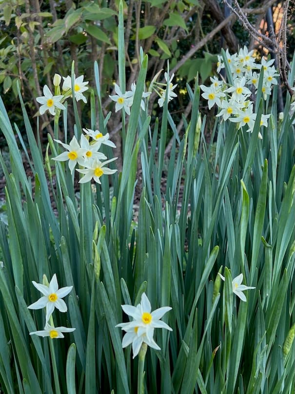 Garden image 27