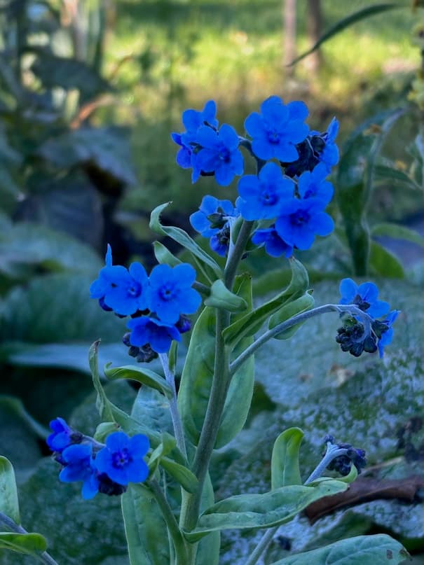 Garden image 28