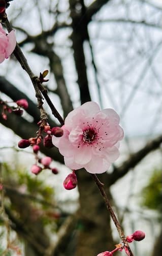 Garden image 31