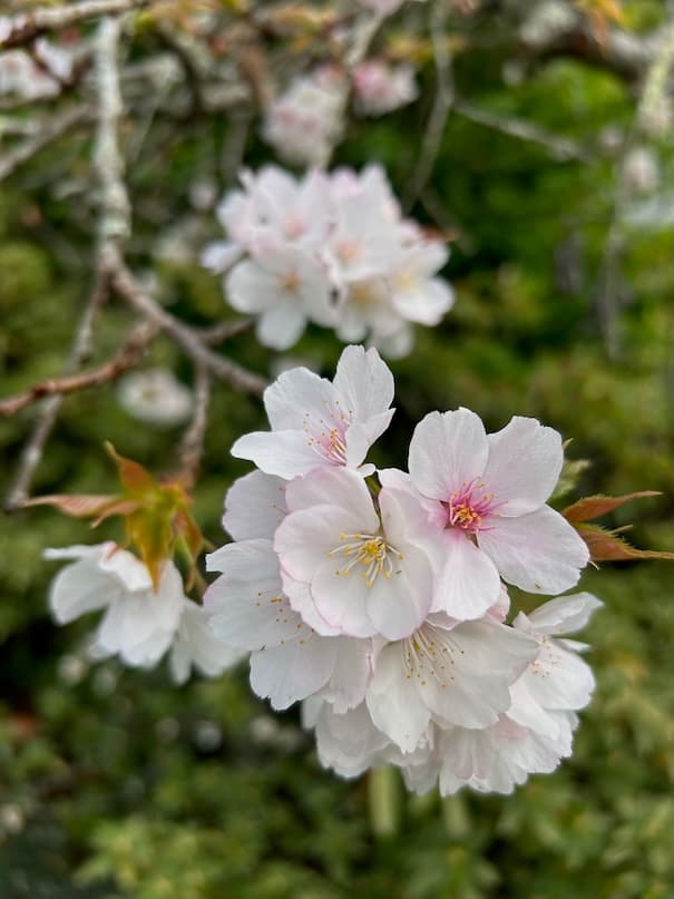 Garden image 32