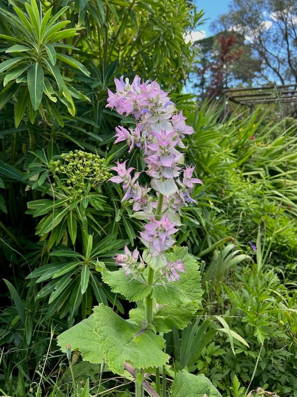 Garden image 34