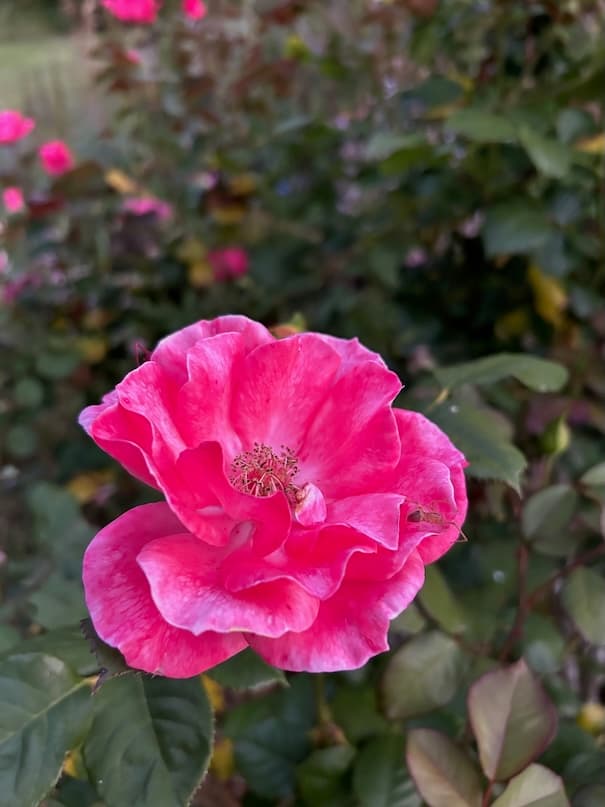 Garden image 35