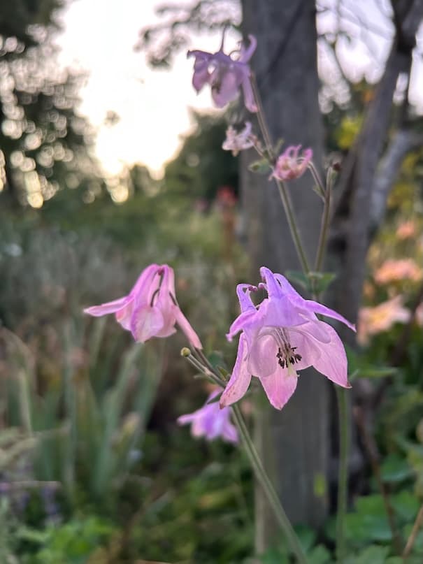 Garden image 36