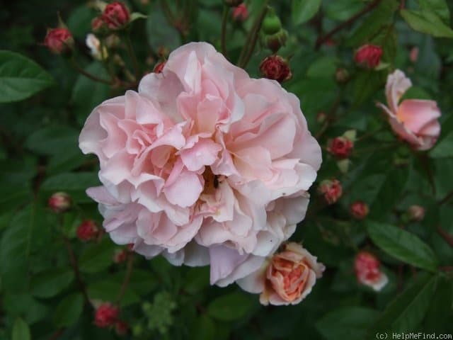 Cornelia