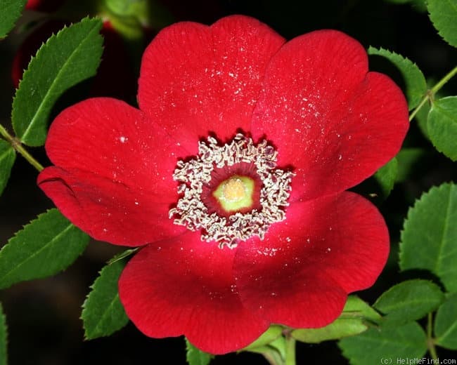 R. moyesii 'Geranium'