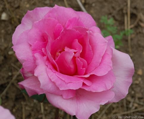 Lady Rachael Verney