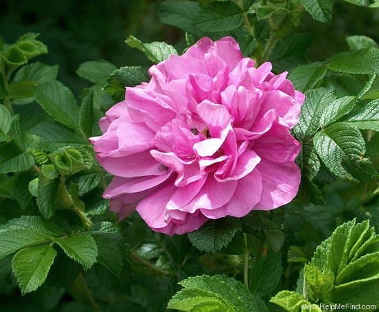 Belle Poitevine