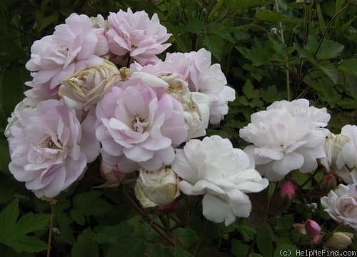 Blush Noisette