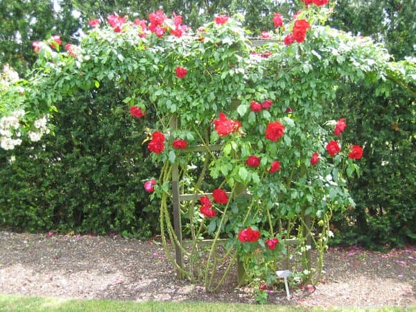 Crimson Descant