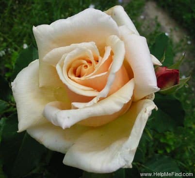 Diamond Jubilee