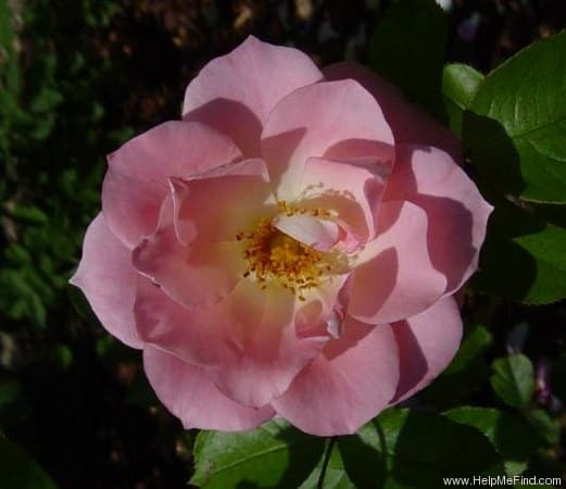 Jenny's Rose