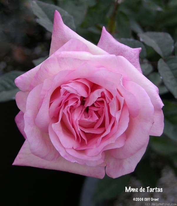 Madame de Tartas