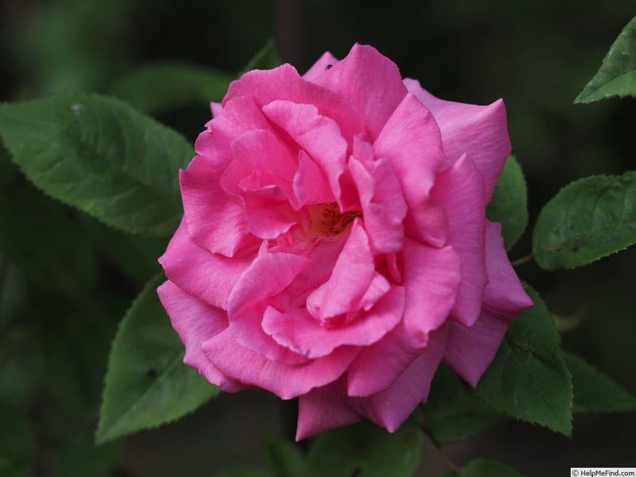 Zéphirine Drouhin