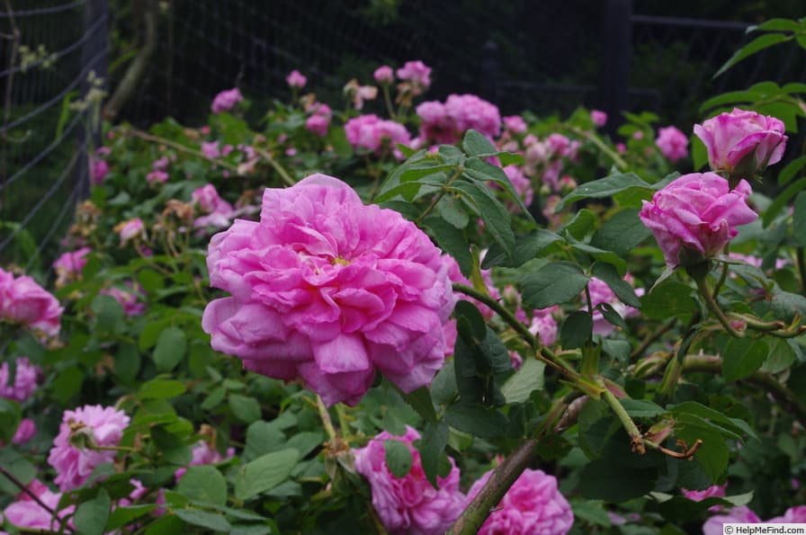 Ispahan