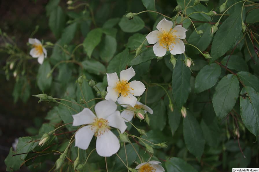 R. cathayensis