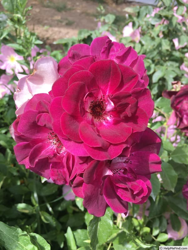 Burgundy Iceberg