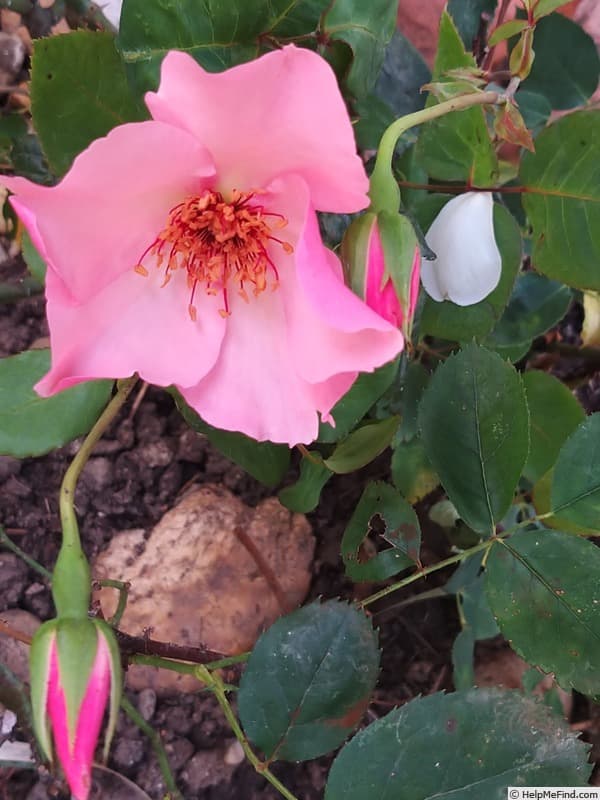 Dainty Bess