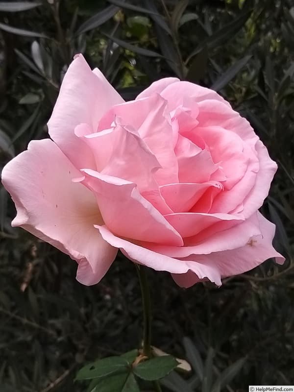 Grand Siècle