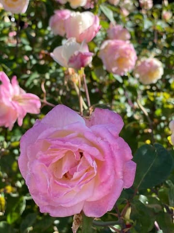 Marie Van Houtte