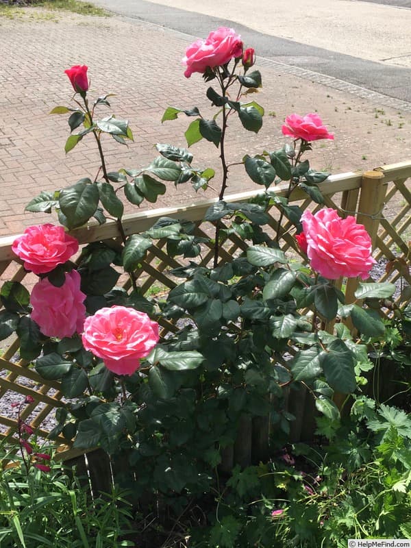 Colchester Beauty