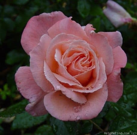Sally's Rose