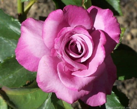 Fragrant Plum