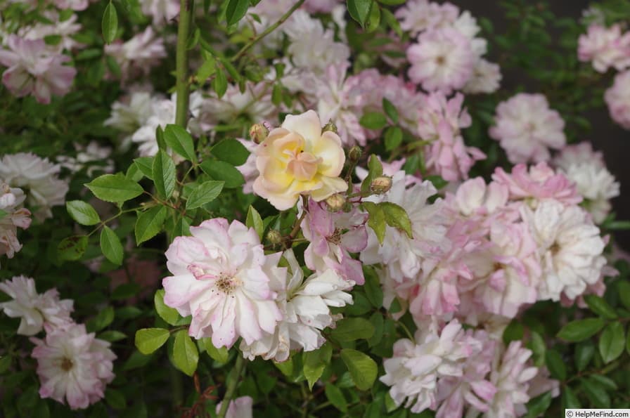 Phyllis Bide
