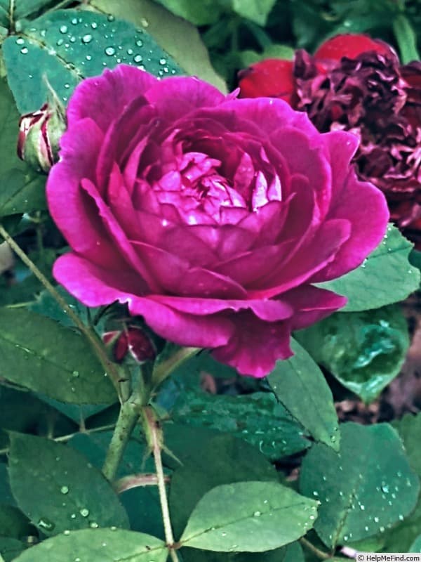 Reine des Violettes