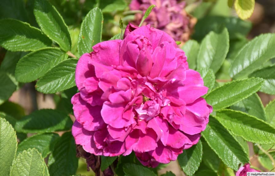 Roseraie de l'Haÿ