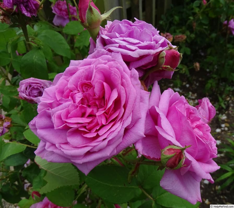 Comte de Chambord
