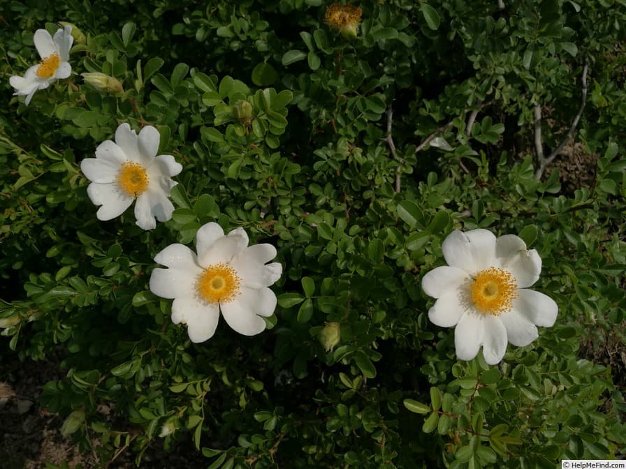 R. Bracteata