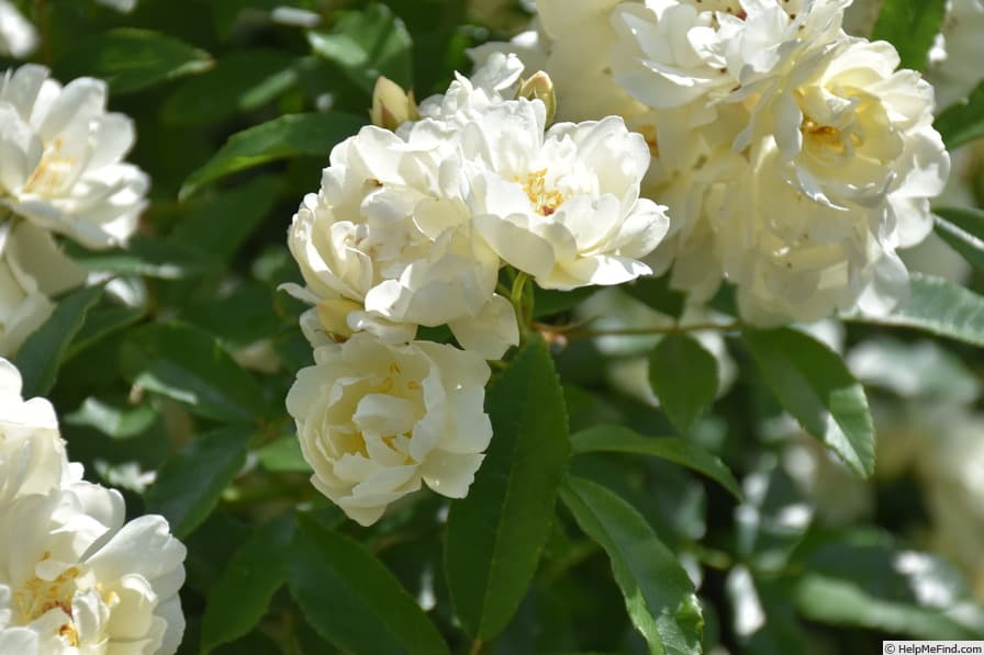R. banksiae